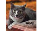 Adopt Dusty a Tuxedo