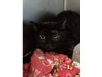 Adopt Purr My Last Email* a Domestic Short Hair