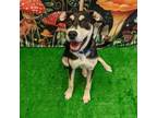 Adopt Kelsey a Mixed Breed