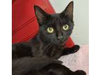 Adopt Joyce a Domestic Short Hair