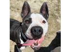 Adopt Beyonce a Pit Bull Terrier