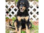 Mutt Puppy for sale in Lindale, TX, USA