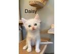 Adopt Daisy a Domestic Long Hair
