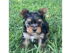 Yorkshire Terrier Puppy for sale in Seligman, MO, USA
