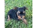 Yorkshire Terrier Puppy for sale in Seligman, MO, USA