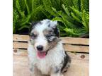 Australian Shepherd Puppy for sale in Jonesville, LA, USA