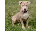 Adopt Victoria a Pit Bull Terrier