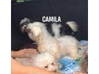Adopt Camilla a Shih Tzu