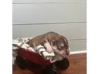 Siberian Husky Puppy for sale in Croswell, MI, USA
