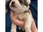 Schnauzer (Miniature) Puppy for sale in Abilene, TX, USA