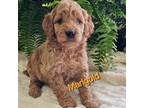 Mutt Puppy for sale in Minerva, OH, USA