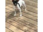 Rat Terrier Puppy for sale in Endwell, NY, USA