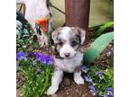Aussiedoodle Puppy for sale in Ashwood, OR, USA