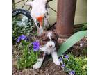 Aussiedoodle Puppy for sale in Ashwood, OR, USA