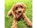 Cavapoo Puppy for sale in Fair Play, SC, USA