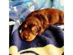 Dachshund Puppy for sale in Tallahassee, FL, USA
