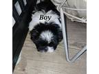 Shih Tzu Puppy for sale in Mechanic Falls, ME, USA