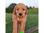 Golden Retriever Puppy for sale in Wasola, MO, USA