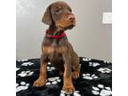 Doberman Pinscher Puppy for sale in Stevensville, MT, USA