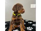 Doberman Pinscher Puppy for sale in Stevensville, MT, USA