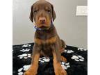 Doberman Pinscher Puppy for sale in Stevensville, MT, USA