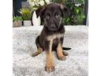 German Shepherd Dog Puppy for sale in Greenfield, IN, USA