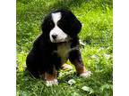 Bernese Mountain Dog Puppy for sale in Jackson, MI, USA