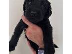 Labradoodle Puppy for sale in Florence, AZ, USA