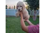 Goldendoodle Puppy for sale in Seminole, TX, USA