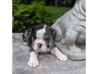 Bulldog Puppy for sale in Charleston, SC, USA