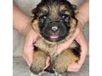German Shepherd Dog Puppy for sale in Royal Oak, MI, USA