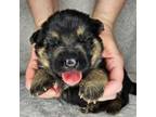 German Shepherd Dog Puppy for sale in Royal Oak, MI, USA