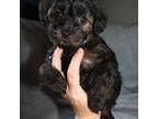 Mutt Puppy for sale in Martinsville, IN, USA
