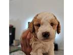 Mutt Puppy for sale in Davenport, FL, USA