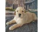 Golden Retriever Puppy for sale in Wilsons, VA, USA