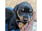 Rottweiler Puppy for sale in Sacramento, CA, USA
