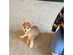 Siberian Husky Puppy for sale in West Fargo, ND, USA