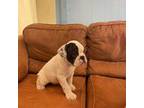 Bulldog Puppy for sale in Homestead, FL, USA
