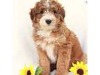 Mutt Puppy for sale in Brooklyn, NY, USA