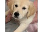 Golden Retriever Puppy for sale in Port Orange, FL, USA