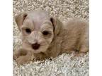 Schnauzer (Miniature) Puppy for sale in Silsbee, TX, USA