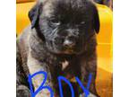 Saint Bernard Puppy for sale in Weaverville, CA, USA