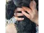 Mutt Puppy for sale in Surprise, AZ, USA