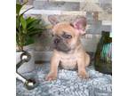French Bulldog Puppy for sale in Shelby, MI, USA