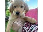 Golden Retriever Puppy for sale in Englewood, OH, USA