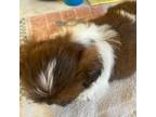 Shih Tzu Puppy for sale in Cainsville, MO, USA