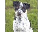 Adopt Bubbles a Cattle Dog, Mixed Breed