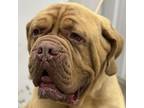 Adopt Zeus a Dogue de Bordeaux