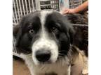 Adopt Duncan a Border Collie, Mixed Breed