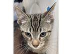 Adopt Cleve a Domestic Short Hair